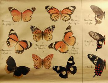 brun ,pollinator ,insekt ,leddyr ,sommerfugl.