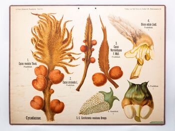 slangefrukt ,anlegg ,botanikk ,organisme ,terrestrisk plante.