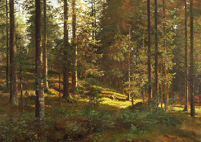 Bildet kan inneholde: anlegg, plantesamfunn, lerk, tre, tre.