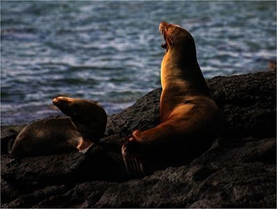 Image may contain: Seal, California sea lion, Steller sea lion, Fur seal, Marine mammal.