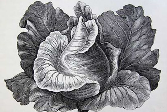 Image may contain: Flower, Leaf, Botany, Petal, Leaf vegetable.