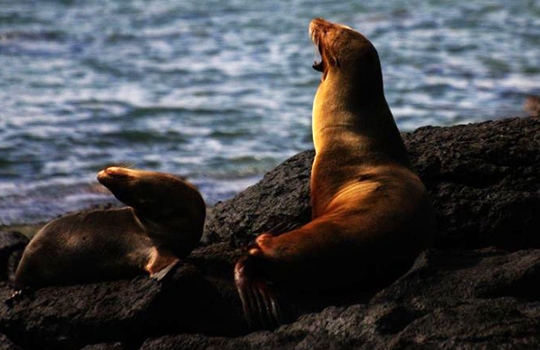 Image may contain: Seal, California sea lion, Steller sea lion, Fur seal, Marine mammal.
