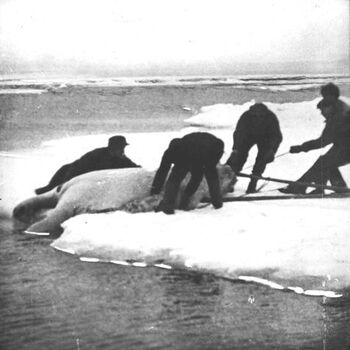 While some of the expedition members were working on land, the “Blaafjell” went out into the open waters off the eastern mouth of the Matochkin Strait. Here a polar bear was shot in the water. It took five men to get it up on land for skinning. The skin was then further processed on the boat.