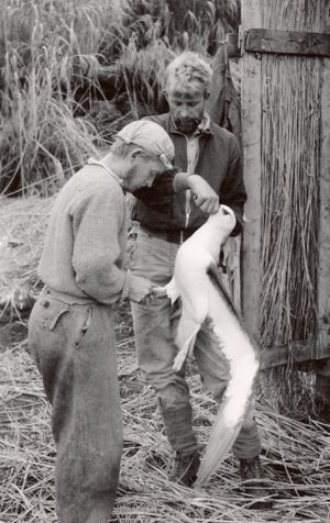 Hagen and the Dunne ring-marking a molly. Mollies (Atlantic yellow-nosed albatross) were a central part of the islanders’ diet: The eggs and the meat of the young were eaten, and fat from the young mollies was used as cooking fat.