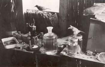 The birdlife in the Tristan islands was very rich, and some birds entered the field laboratory of their own free will.