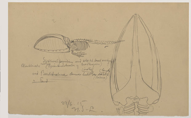 Skisse av hvalskjelett, med notat om størrelse og proporsjoner. Holger Sinding-Larsen, 29. juni 1915.