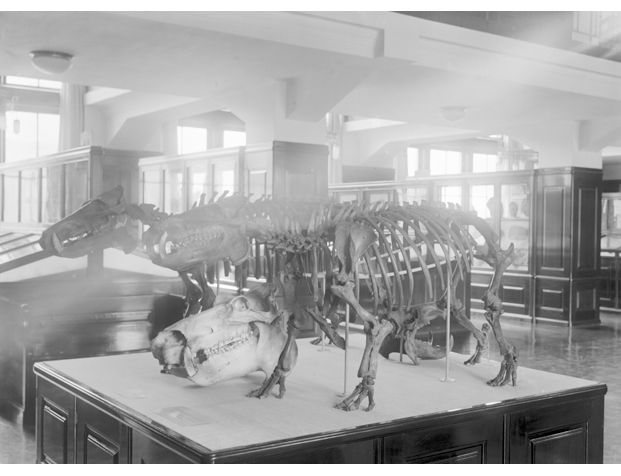 Den åpne galleriløsningen på dette bildet fra Paleontologisk sal ble også endret i 1980-årene. Da ble det støpt et nytt dekke i åpningene over utstillingsbåsene. Vinduene ble blendet på innsiden.