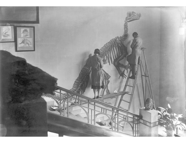 Hovedinngangen vendt mot Zoologisk museum i nord har i lange perioder ikke vært brukt som publikumstrapp. Da museet åpnet i 1920 disponerte husløse studenter trapperomme. I dag fungerer personalinngangen som publikumsinngang. I 1931 malte Anatol Heintz og Lill Thorbjørnsen dinosaurskjeletter rett på veggene i hovedtrapperommet.