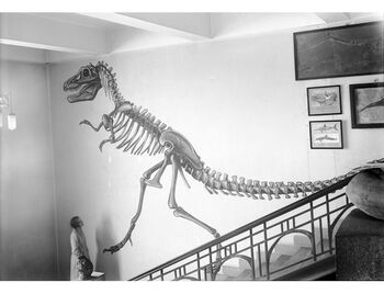 Lill Thorbjørnsen beundrer det ferdige resultatet på veggen inn mot Paleontologisk sal.