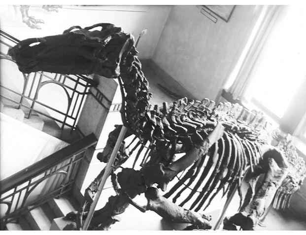 ferdig montert som blikkfang. I dag står skjeletter montert i Paleontologisk sal.