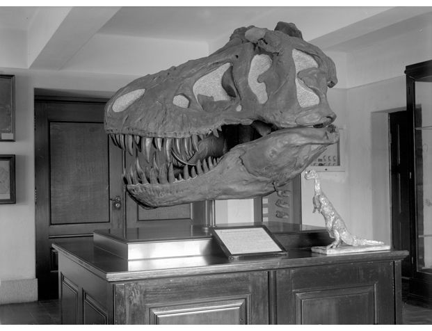 Rundt 1960. Kranium av plassert øverst i hovedtrapperommet. Avstøpningen var opprinnelig kjøpt inn til en paleontologisk utstillingssal som lå under Aulaen i sentrum.