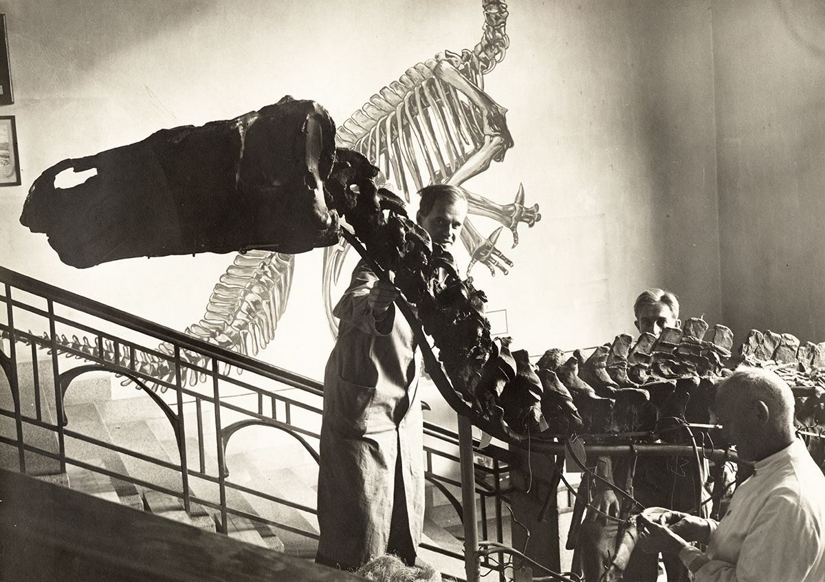 Neste trinn er å bygge opp et Iguanadon-skjelett i fysisk form i trappløpet. Paleontolog Anatol Heintz til venstre, deretter preparant Sveen og vaktmester Ingebrigtsen.&amp;#160;
Foto: Ukjent/MUV. 1932.&amp;#160;
