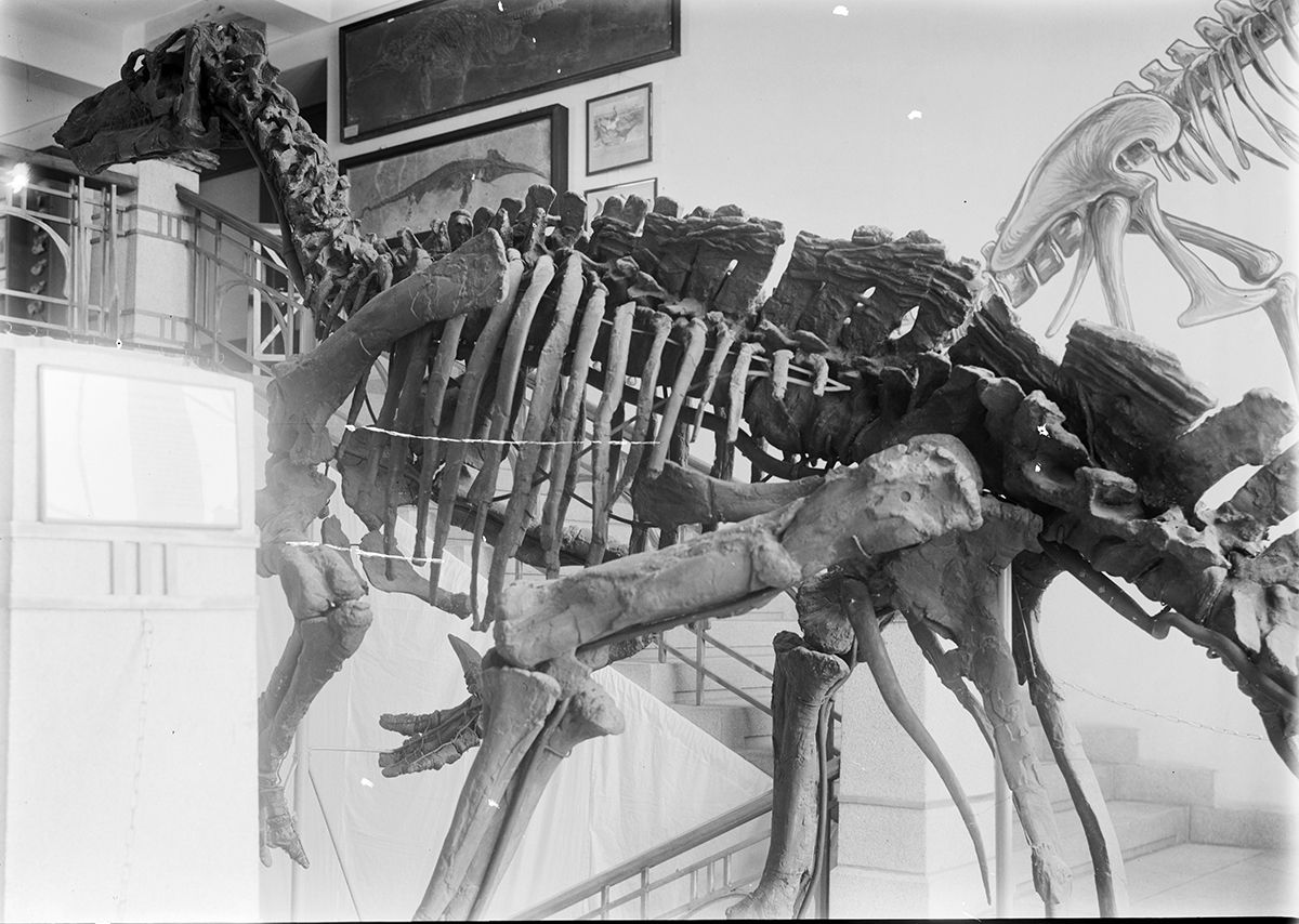 Iguanadon møter museets publikum. På veggene ser vi avstøpninger av fossiler og forklarende tegninger.&amp;#160;
Foto: Ukjent/MUV. 1932?
&amp;#160;