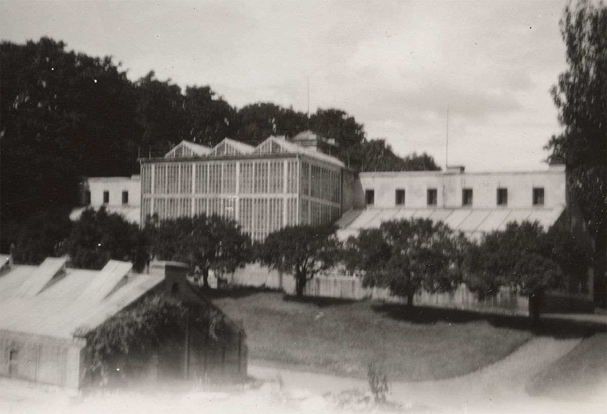 Vi begynner omvisningen nede ved Victoriahuset før vi beveger oss opp mot Palmehuset. Her ser vi den store glassfronten med oppbygg, slik det ser ut i 1933 (?).&amp;#160;
Foto: Overgartner Larsson/MUV. Sannsynligvis 1933.