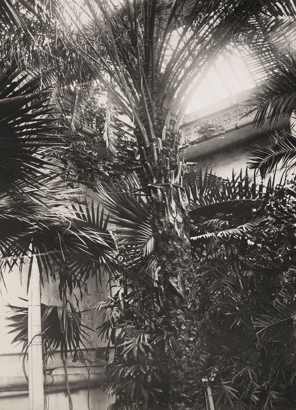 Palmehusets mest berømte vekst er Smiths palme, en kanaridaddelpalme (Phonix canariensis), alet opp fra et frø botanikeren og bestyreren sendte hjem i 1815. Taket har måttet blitt forhøyet i takt med palmens vekstvilje. Eventyret tar slutt i år 2000.&amp;#160;
Foto: Ukjent/MUV. 1934.