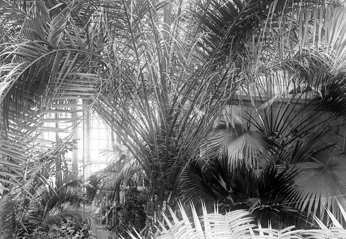 Palmens frodige krone. Liker den seg bedre på Tøyen enn del ville gjort i sitt naturlige miljø på Kanariøyene?
Foto: Ukjent/MUV. 1934.&amp;#160;