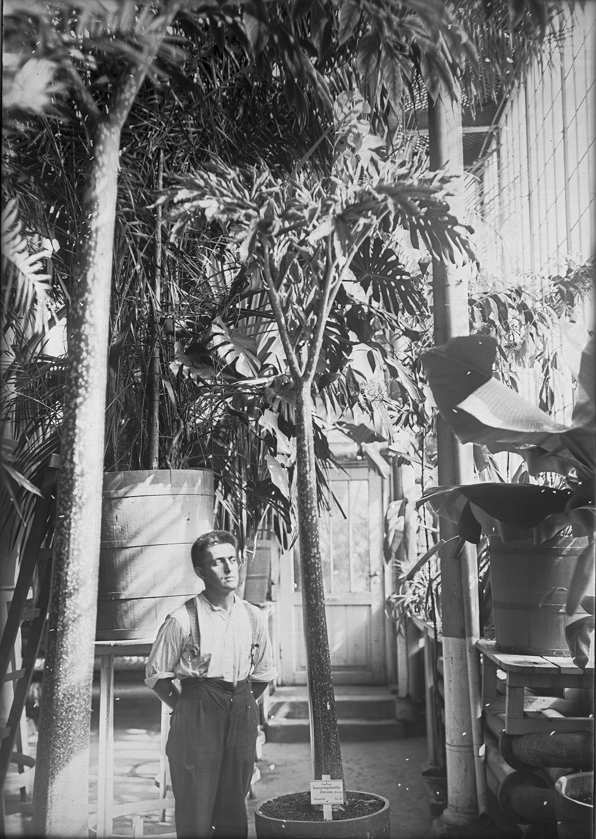 Gartner Ivar Grøndahl mellom to av Palmehusets høye vekster, Amorphophallus Titanum, en plante som blomstrer særdeles sjelden. Da ser den ganske så annerledes ut. Og lukter...
Foto: Ukjent/MUV. 1915-1929.