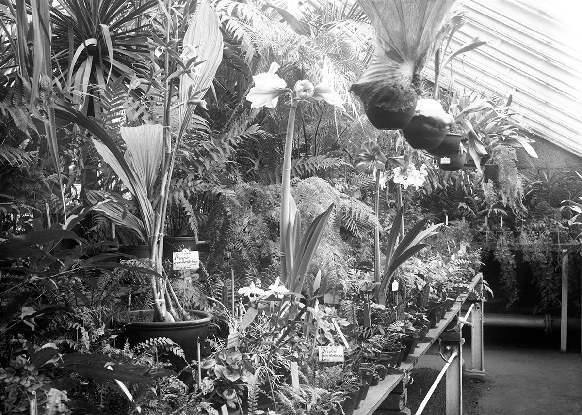 Vi går først til sidefløyen hvor det blant annet er utstilt orkideer blant mer kjente løkplanter. Orkideene er også en av bygningens attraksjoner.&amp;#160;
Foto: Ukjent/MUV. 1910-1929.