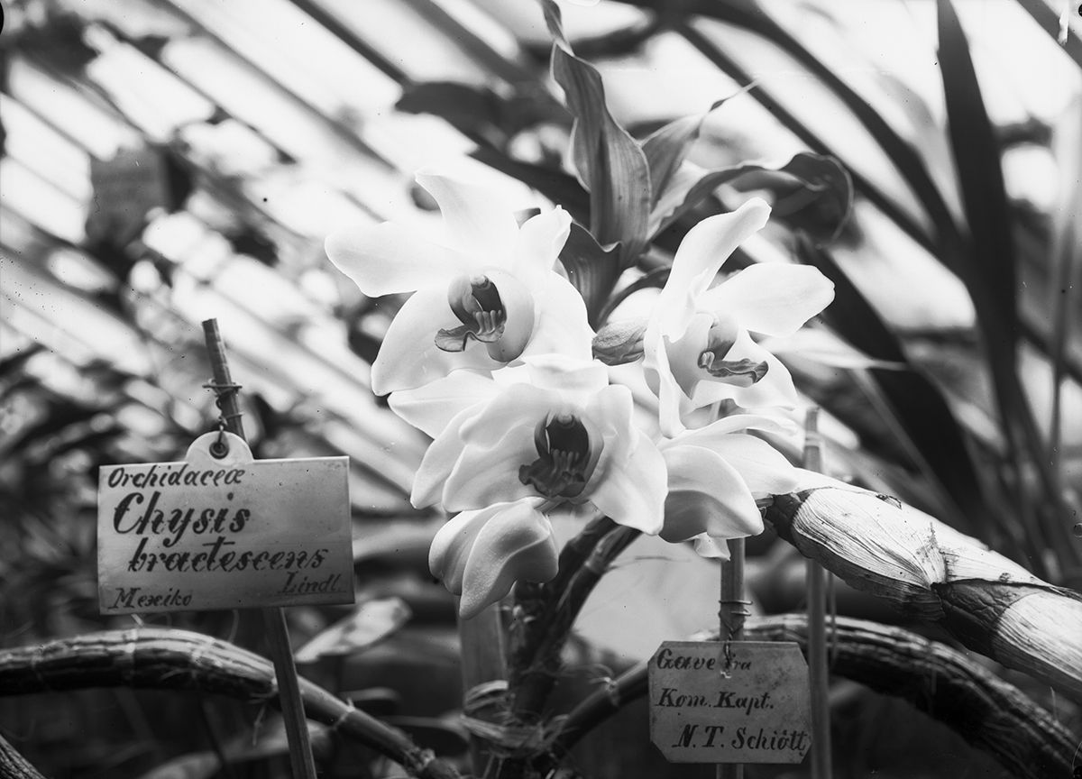 Orkideene har sin opprinnelse fra mer eksotiske steder enn Tøyen. Denne er hjemmehørende i Mexico, men ser ut til å stortrives. Den er også en gave - fra Kom. Kapt. N.T. Schiött.
Foto: Ukjent/MUV. 1910-1929.
&amp;#160;