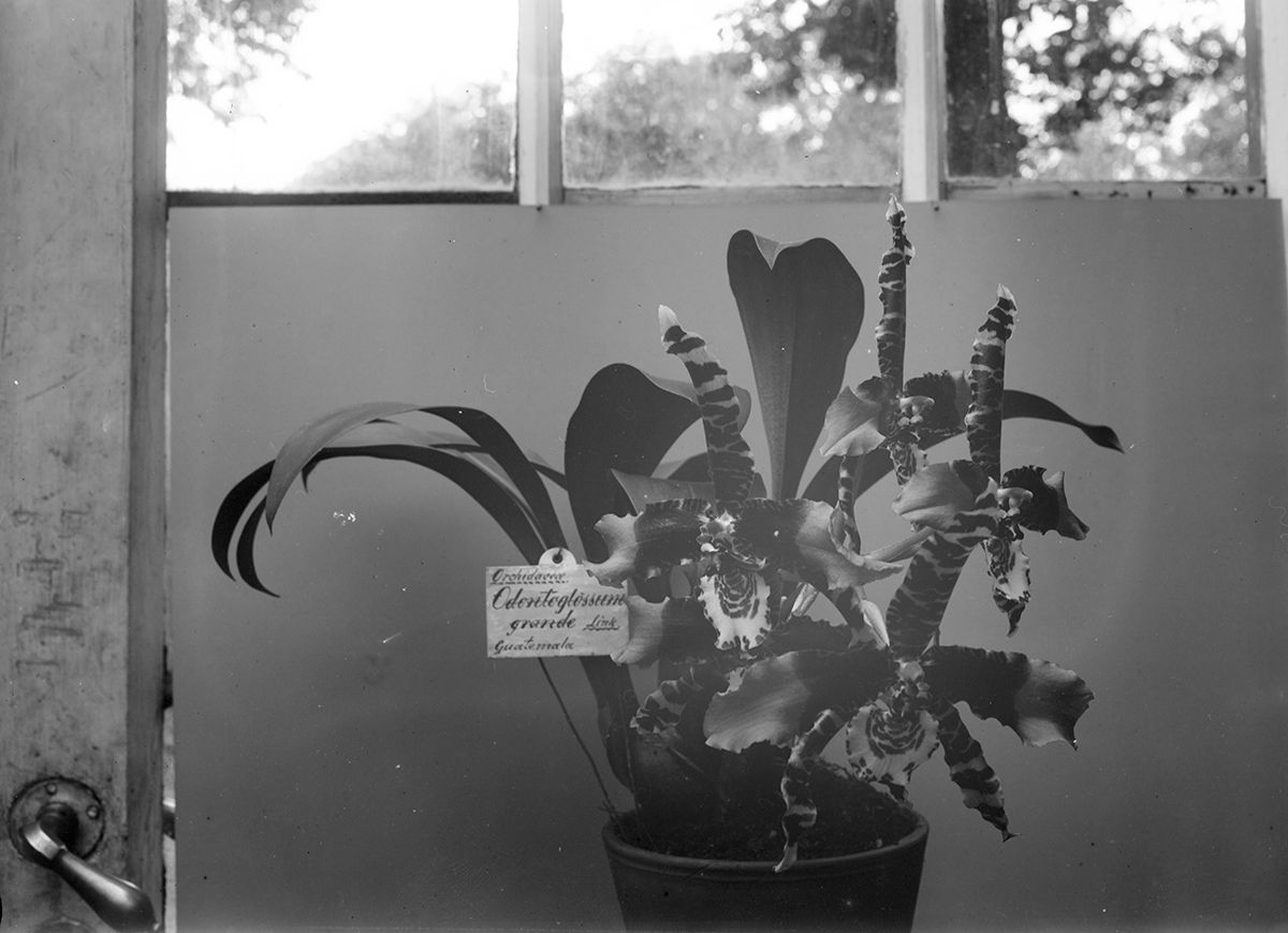 Trives gjør også denne orkideen, Odentoglossum grande,&amp;#160; med Guatemala som opprinnelsessted. Utenfor ser vi trærne i Botanisk hage.
Foto: Ukjent/MUV. 1910-1929.