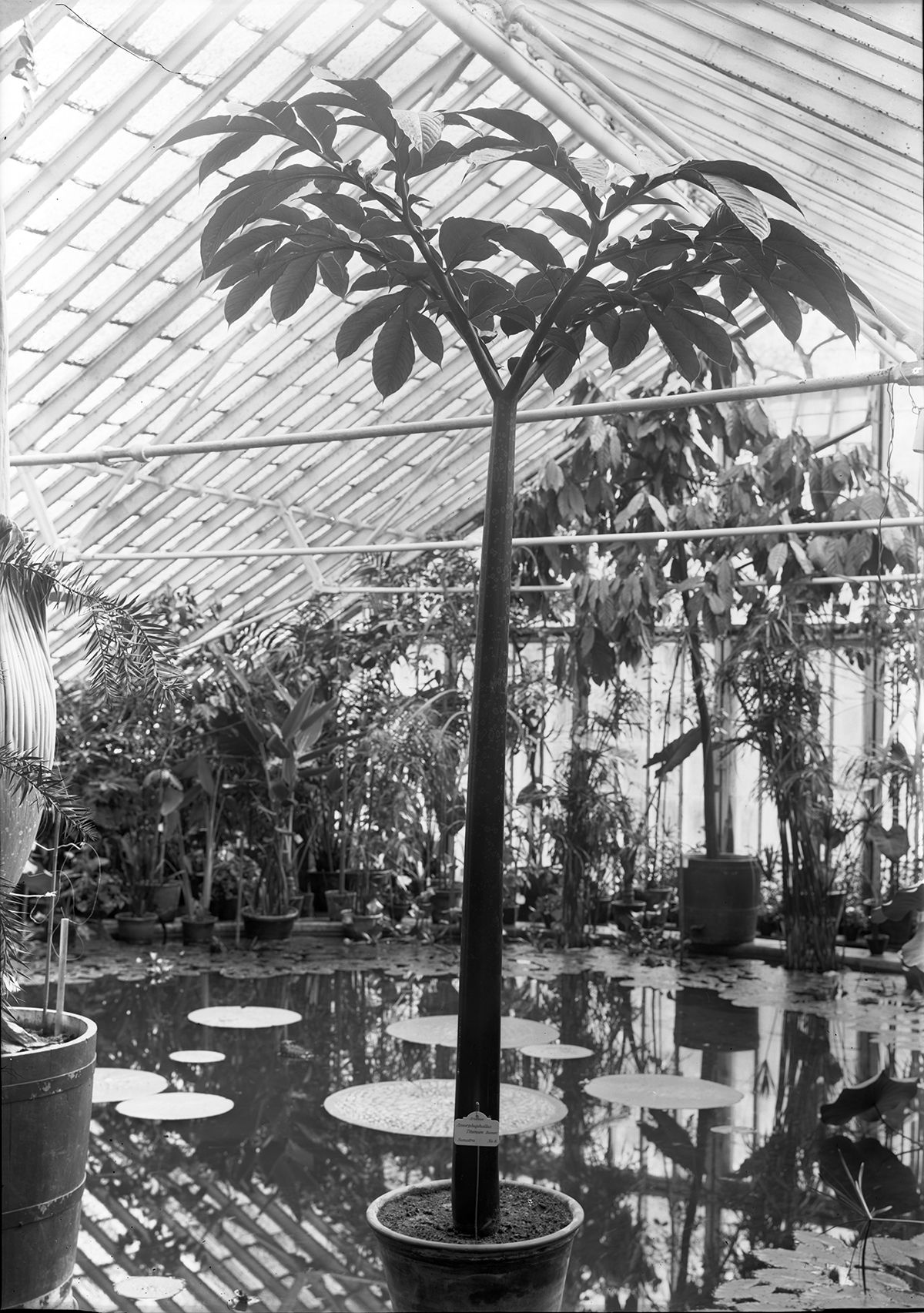 Bassenget i Victoriahusets midtparti er fylt av Victoria- vannliljen som stammer fra Amazonas. Den kom til Tøyen i 1879 og blomstret så tidlig som samme år. I dammen vokser også lotus og andre vannplanter. Rundt og i bassenget står større planter fra fjerne strøk. De er avhengig av varmt og fuktig klima for å overleve.&amp;#160;
Foto: Ukjent/MUV. 1915-1929.