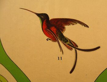 fugl ,hummingbird ,nebb ,kunst ,fjær.