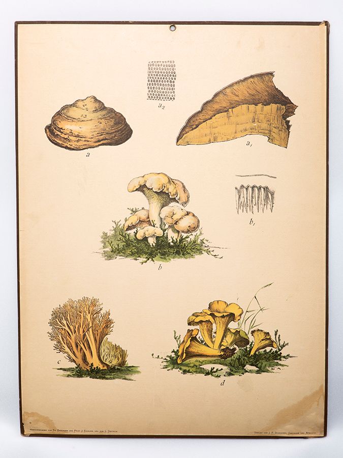 sopp ,botanikk ,illustrasjon ,agaricomycetes ,agaric.
