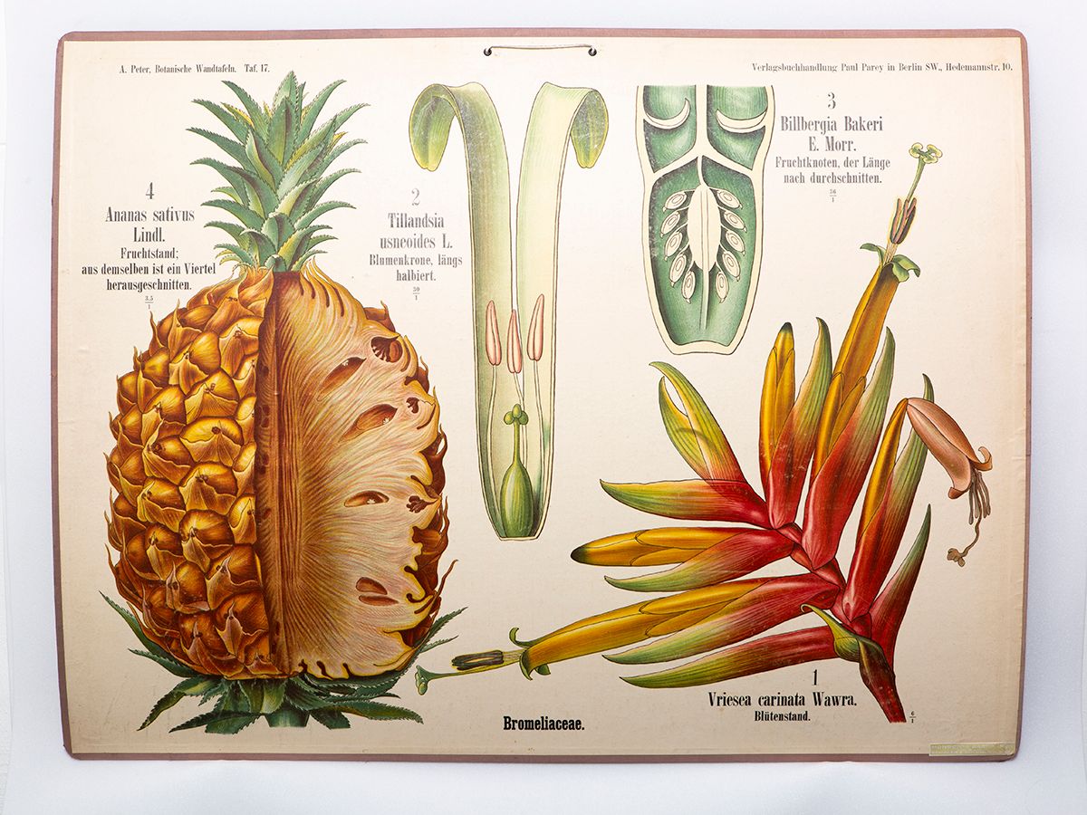 ananas ,ananas ,anlegg ,botanikk.