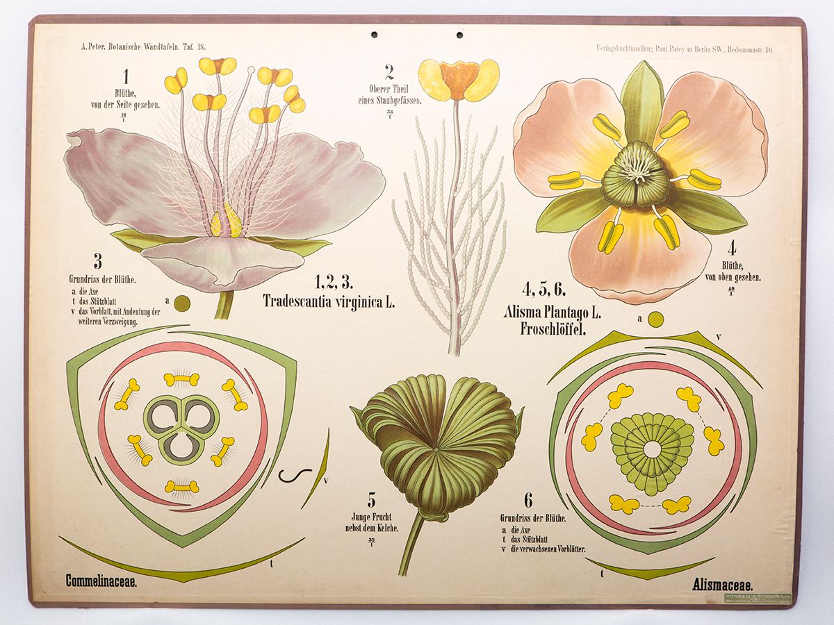 botanikk ,illustrasjon.