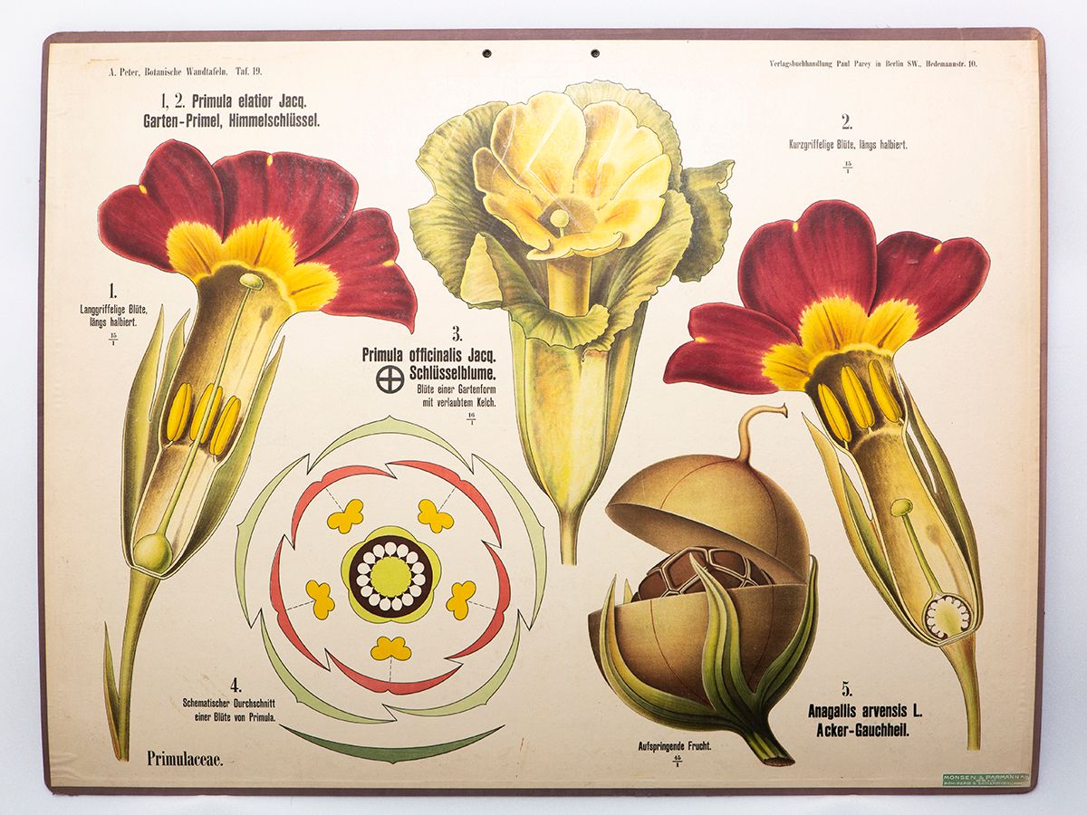 botanikk ,anlegg ,illustrasjon ,blomst.