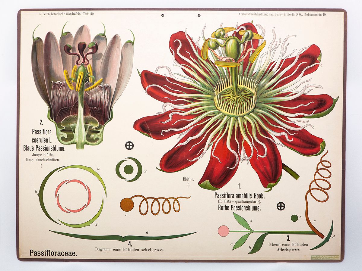 botanikk ,blomst ,anlegg ,illustrasjon ,lidenskapsblomstfamilien.