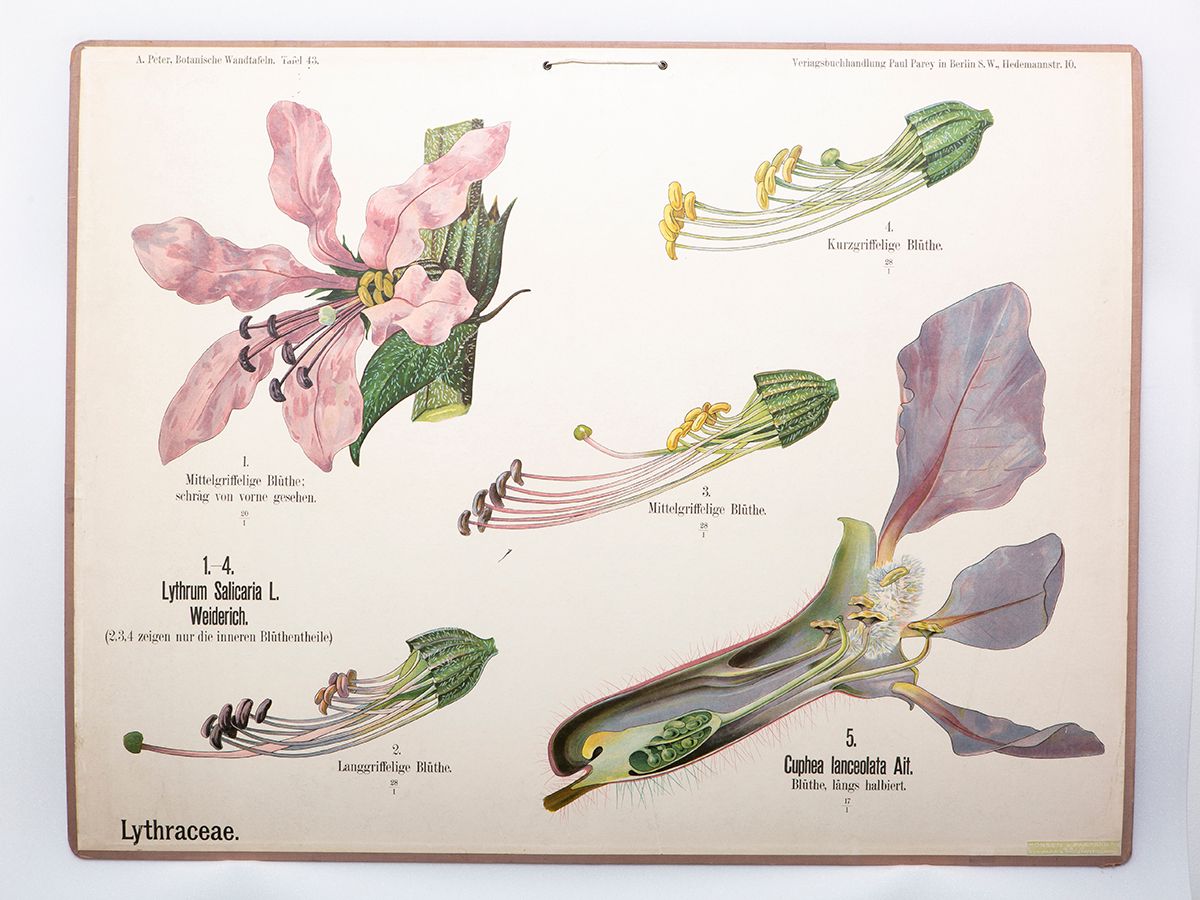 botanikk ,anlegg ,blomst ,illustrasjon.