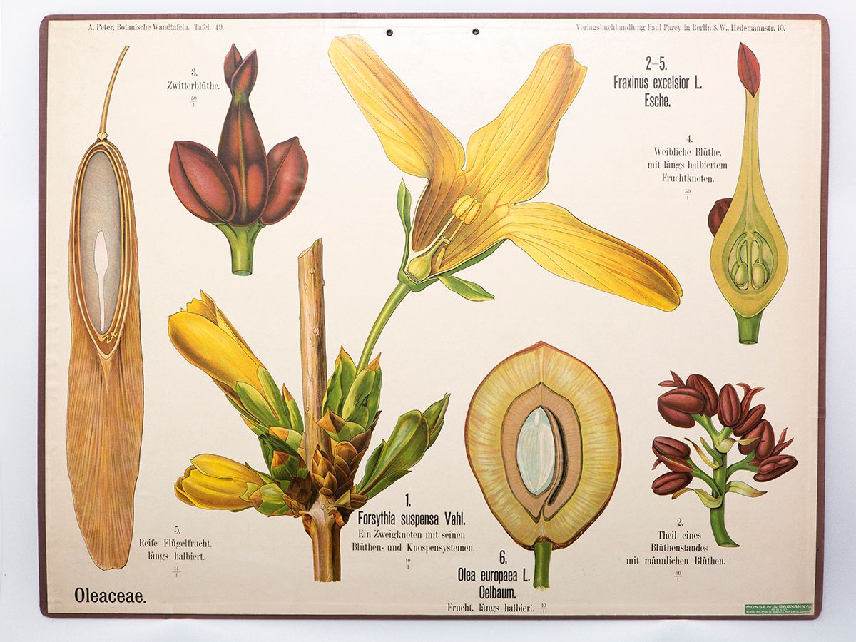 botanikk ,anlegg ,blomst ,daylily.