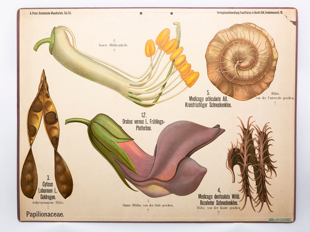 organisme ,botanikk ,menneskelig anatomi ,flatworm.