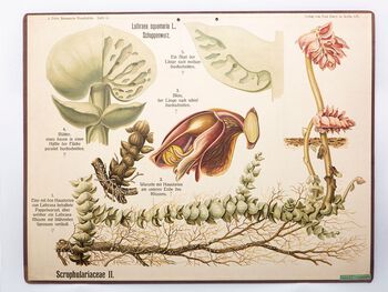 blomst ,anlegg ,botanikk ,organisme ,insekt.