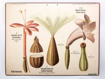 anlegg ,organisme ,terrestrisk plante ,linje ,illustrasjon.